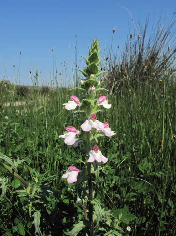 Bartsia trixago